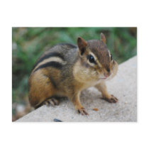 Chipmunk Cheeks Postcard
