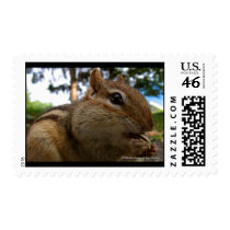 Chipmunk Close-Up postage