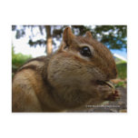 Chipmunk Close-Up Post Card