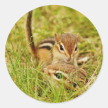 Chipmunk de la mamá y del bebé pegatinas redondas