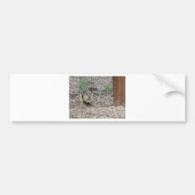 Chipmunk Feeding on Ground Bumper Stickers