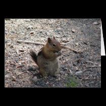 Chipmunk cards