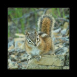 Chipmunk in Glacier National Park Magnet
