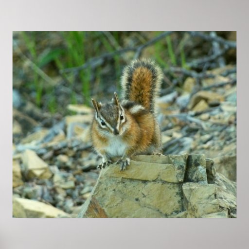 Chipmunk in Glacier National Park Poster Print