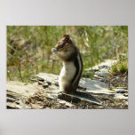 Chipmunk in Glacier National Park Poster Print