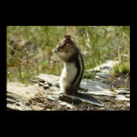 Chipmunk in Glacier National Park Poster Print