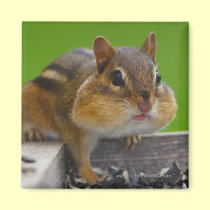 Chipmunk magnets