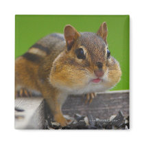 Chipmunk magnets