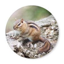 Chipmunk Magnet