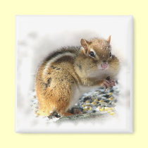 Chipmunk magnets