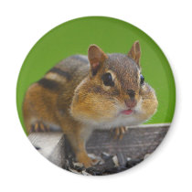 chipmunk magnets