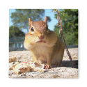 Chipmunk -Magnet by ForTheAnimals Chipmunk -Magnet