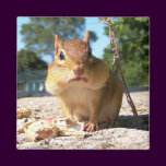 Chipmunk -Magnet