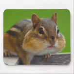 animal lover, animal, cute animal, cute animals,