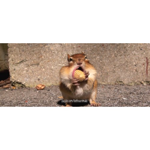 Chipmunk - Mug mug