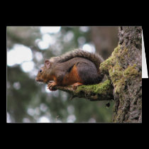 Chipmunk on a Perch cards