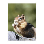 Chipmunk on a Rock Postcards