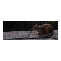 Chipmunk on the Roof Business Cards