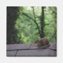 Chipmunk on the Roof Magnets