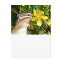 Chipmunk photo (30) post cards
