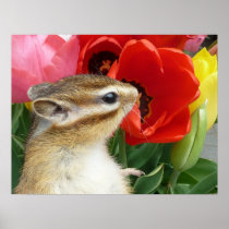 Chipmunk photo (30) posters
