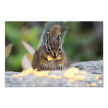 Chipmunk Photo Art