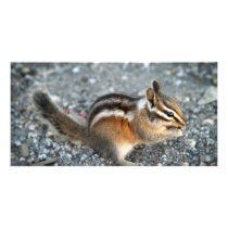 Chipmunk photo cards