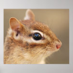 chipmunk portrait poster