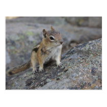 Chipmunk postcards