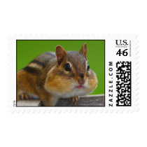 Chipmunk Postage Stamp