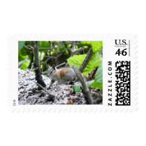 chipmunk postage