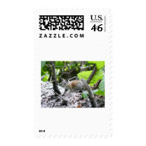 chipmunk postage