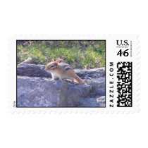 Chipmunk Postage Stamp