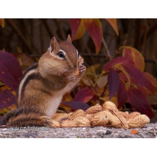 Chipmunk Postcard postcard