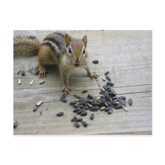 Chipmunk postcard