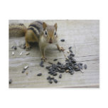 Chipmunk Postcard