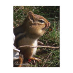 Chipmunk Postcard