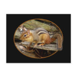 Chipmunk Postcard
