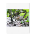 chipmunk post cards