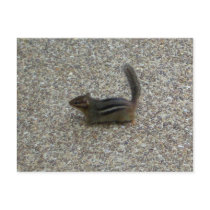 Chipmunk Postcard
