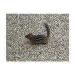 Chipmunk Postcard