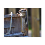 Chipmunk Post Card