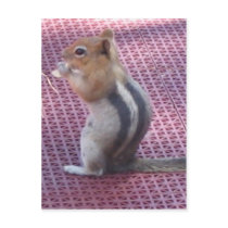 Chipmunk Post Cards