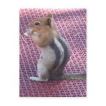 Chipmunk Post Cards