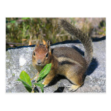 Chipmunk Postcards