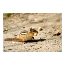 Chipmunk  posters