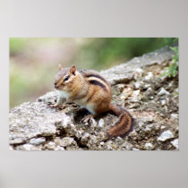 Chipmunk Poster