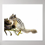 Chipmunk posters
