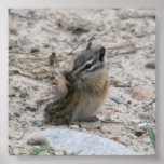 Chipmunk posters