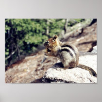 Chipmunk Posters